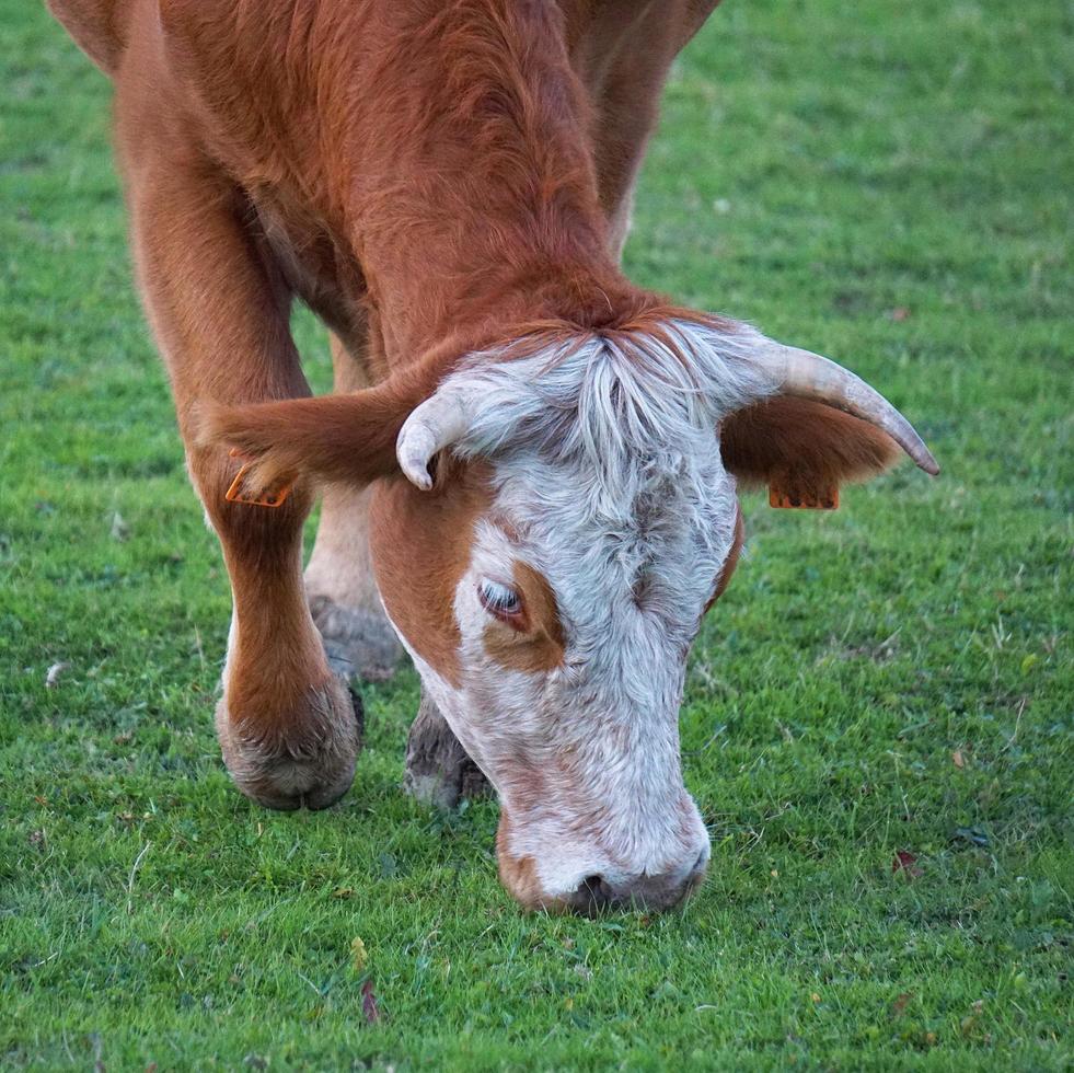 vaca marrom pastando no prado foto