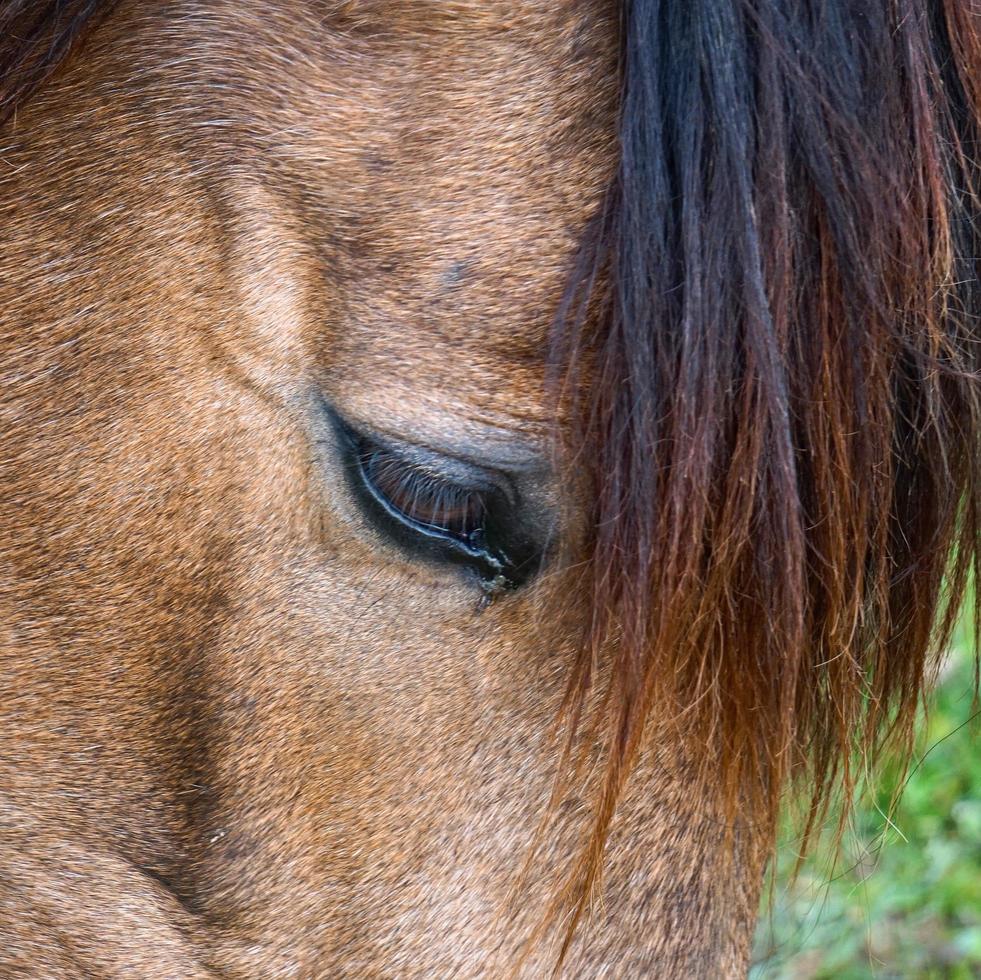 close-up de cavalo marrom pastando no prado, olho de cavalo foto