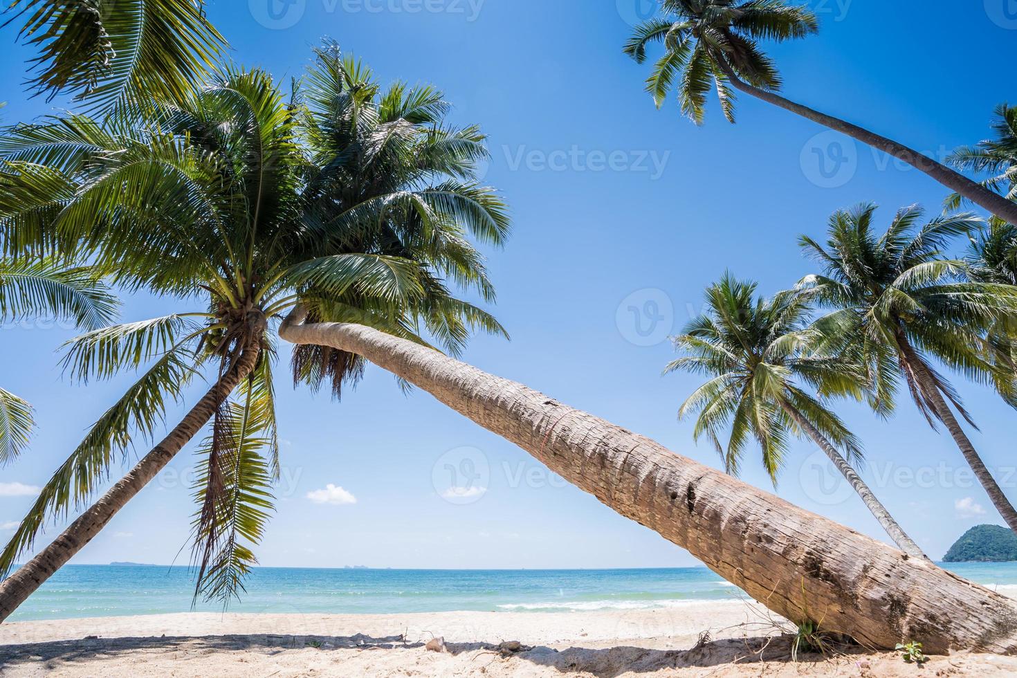 palmeiras em uma praia branca foto