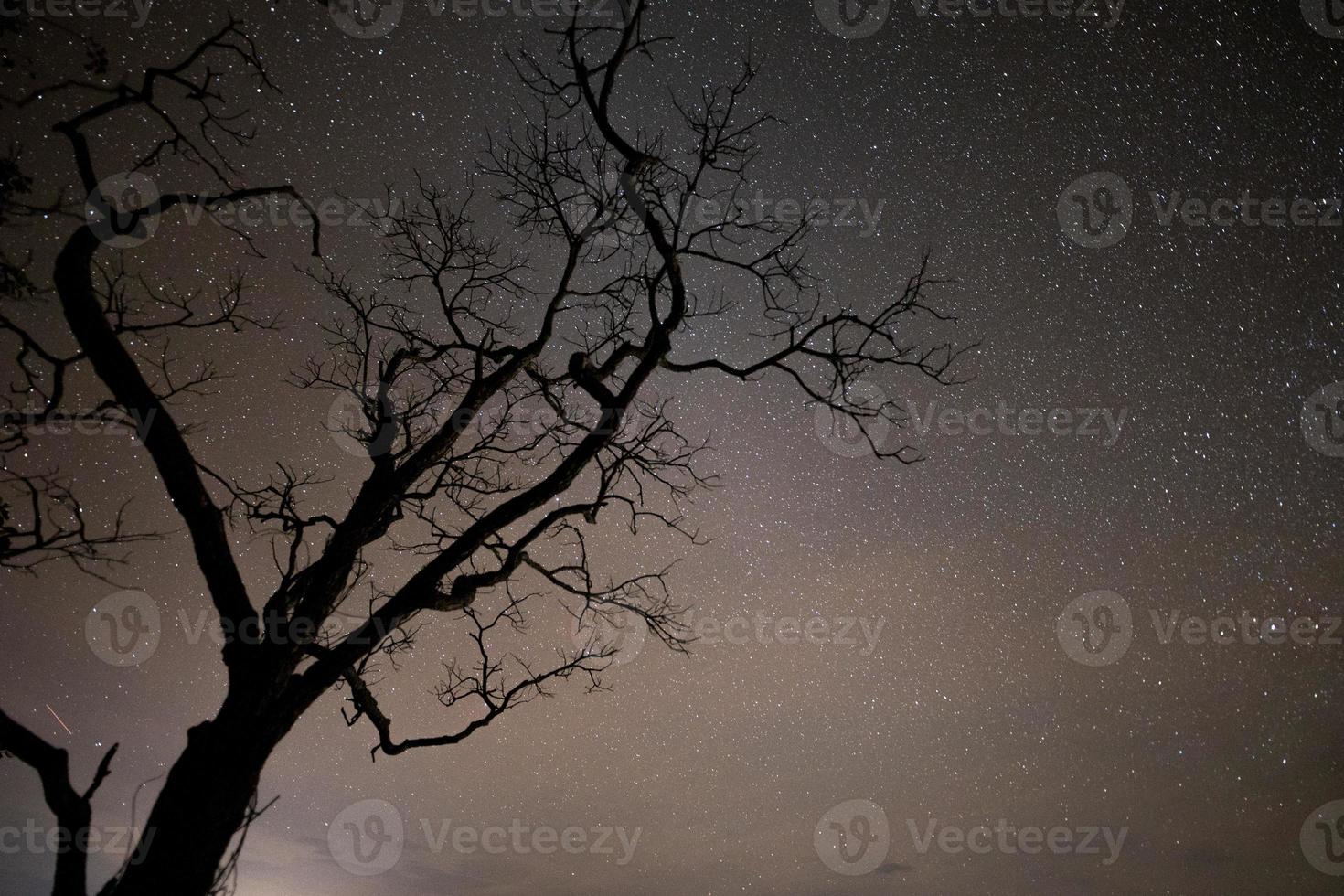 silhueta de uma árvore e céu estrelado foto