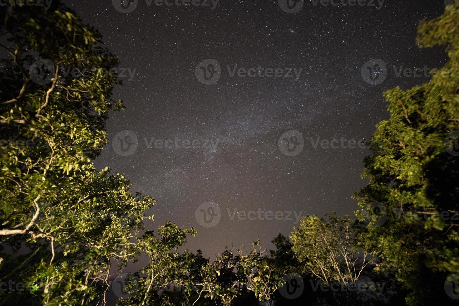 céu estrelado e árvores foto