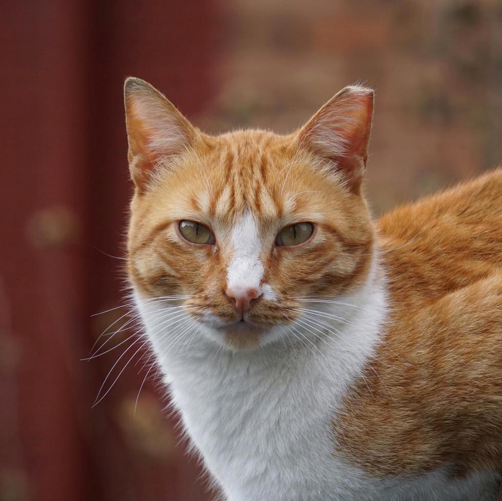 lindo gato de rua marrom foto