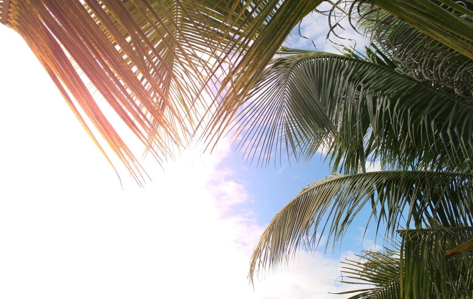 luz do sol nas palmeiras foto