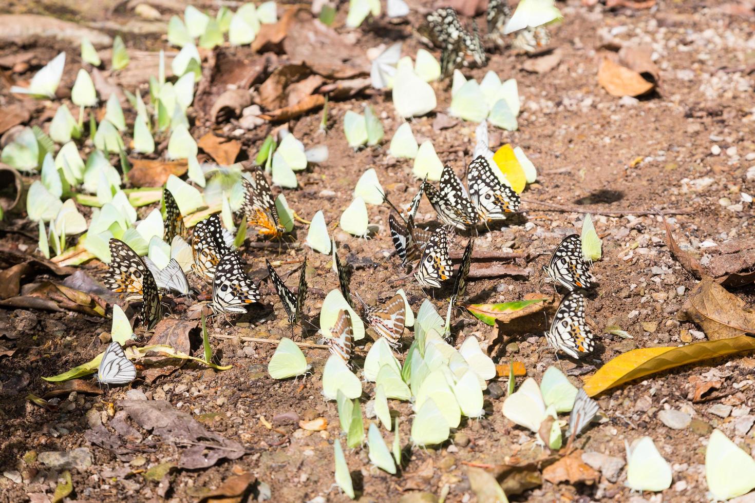 bando de borboletas no chão foto