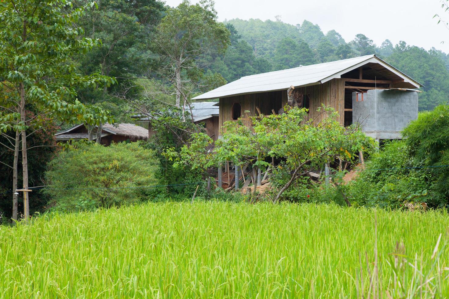 casa no campo de arroz na Tailândia rural foto