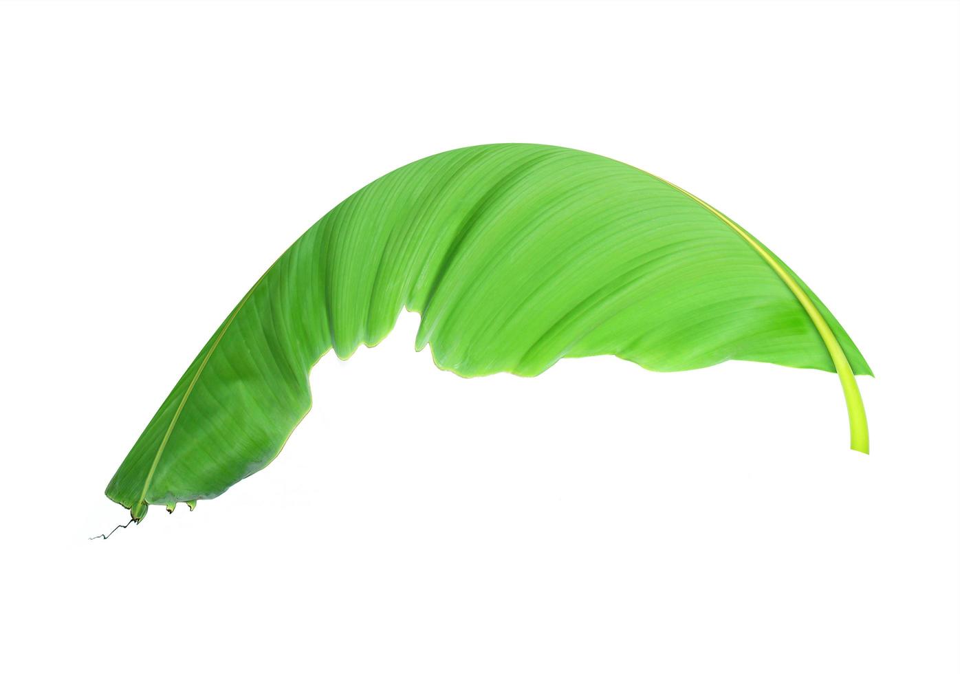folha curvada de bananeira verde claro foto