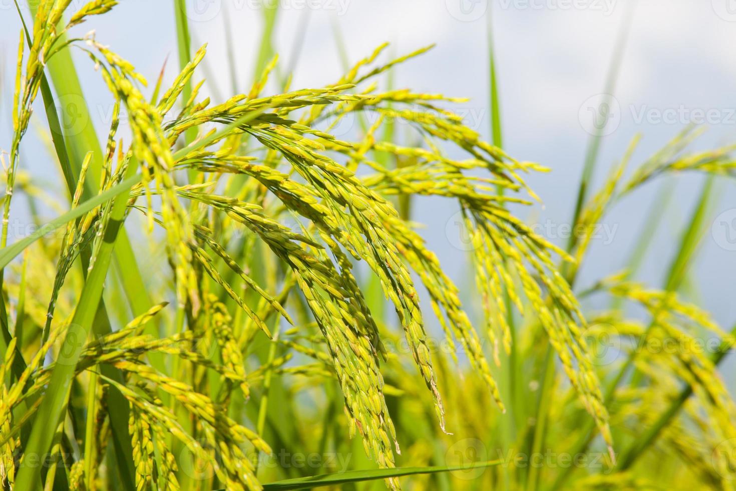 close-up de uma fazenda de arroz foto