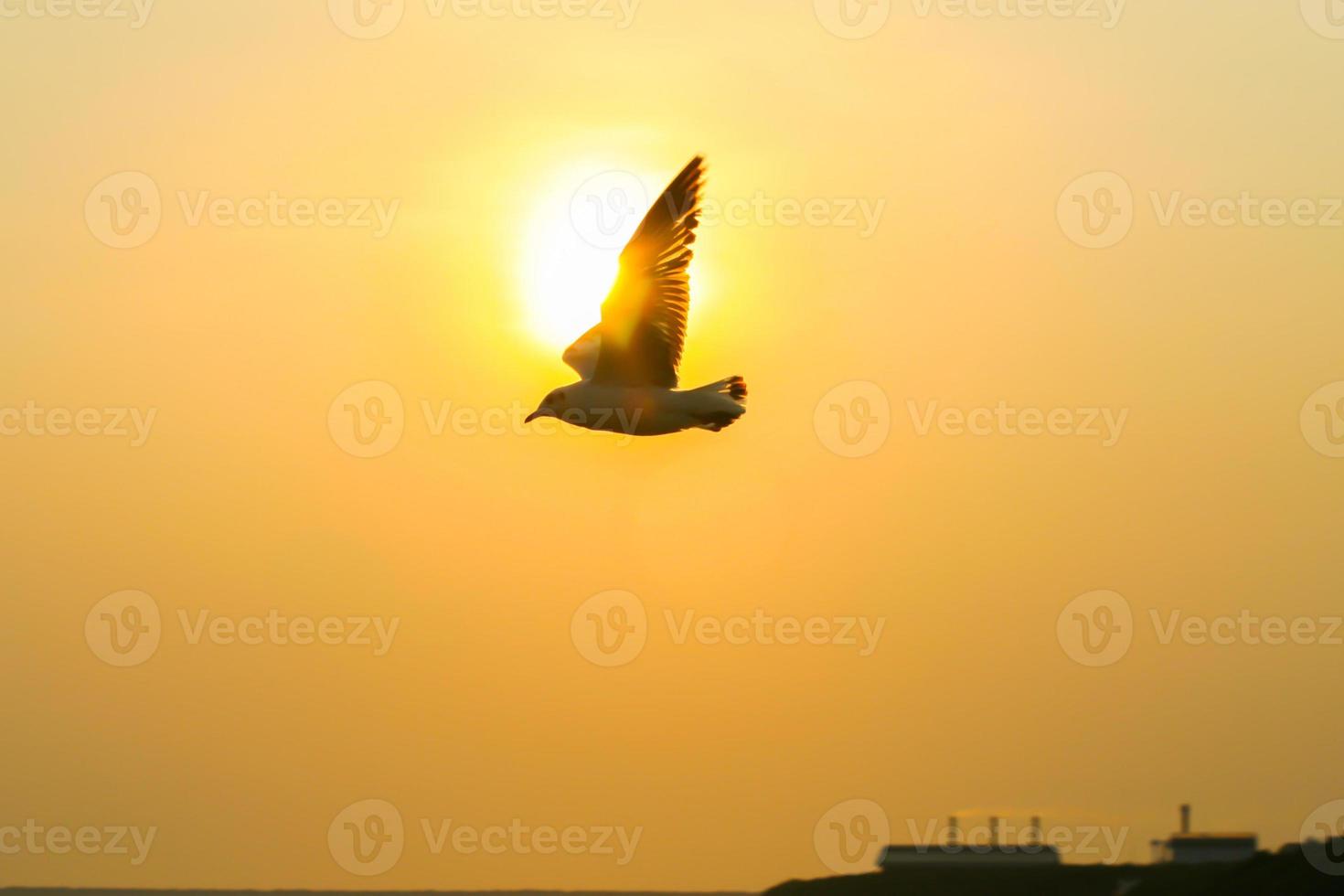 silhueta de um pássaro ao pôr do sol foto