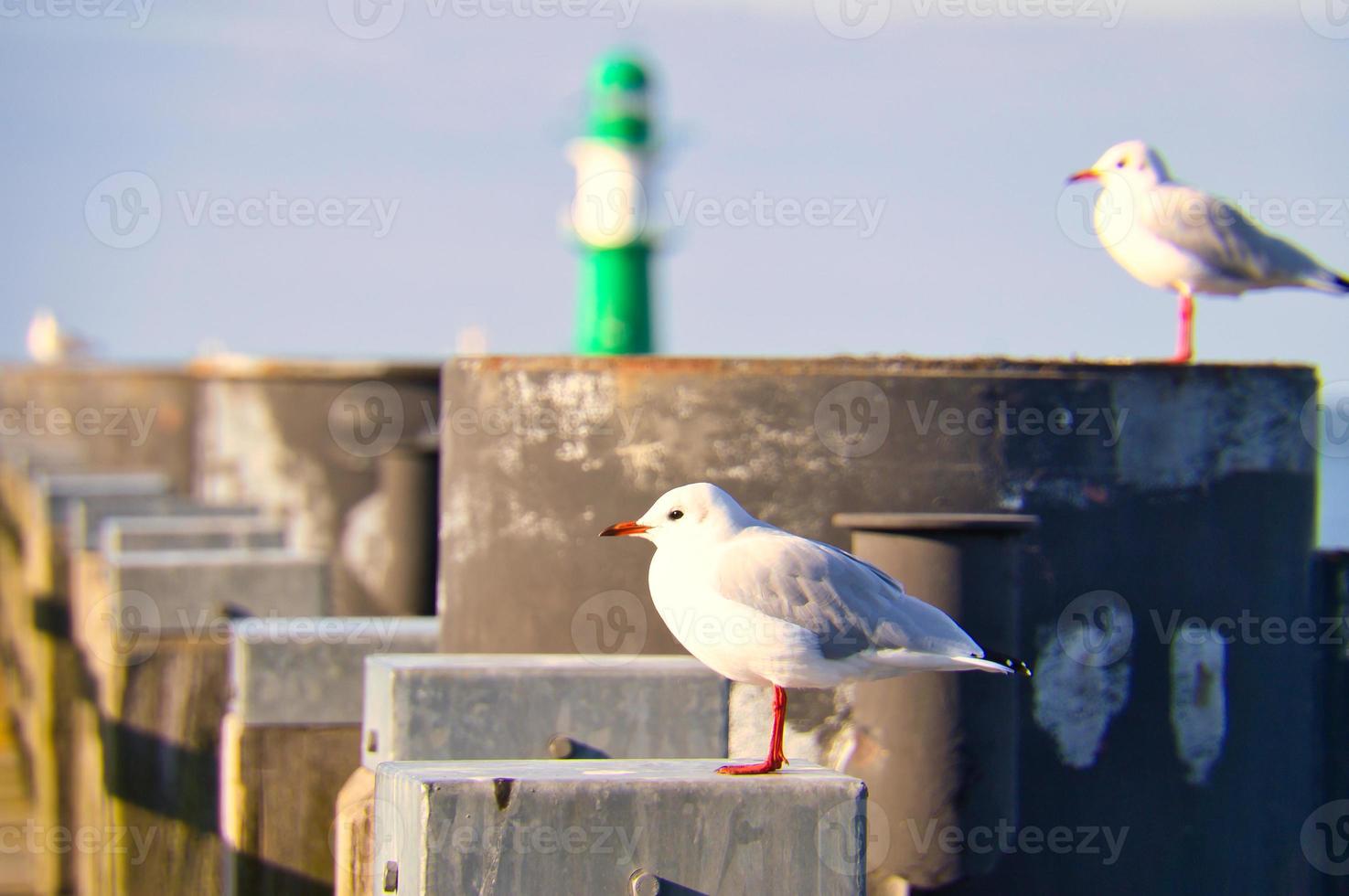 gaivota em a cais às a báltico mar de a mar. farol dentro a fundo foto