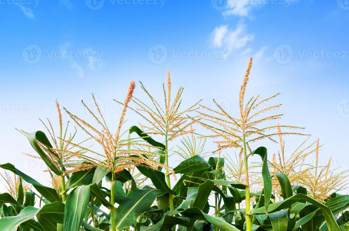 campo de milho em dia claro, árvore de milho com céu azul nublado foto