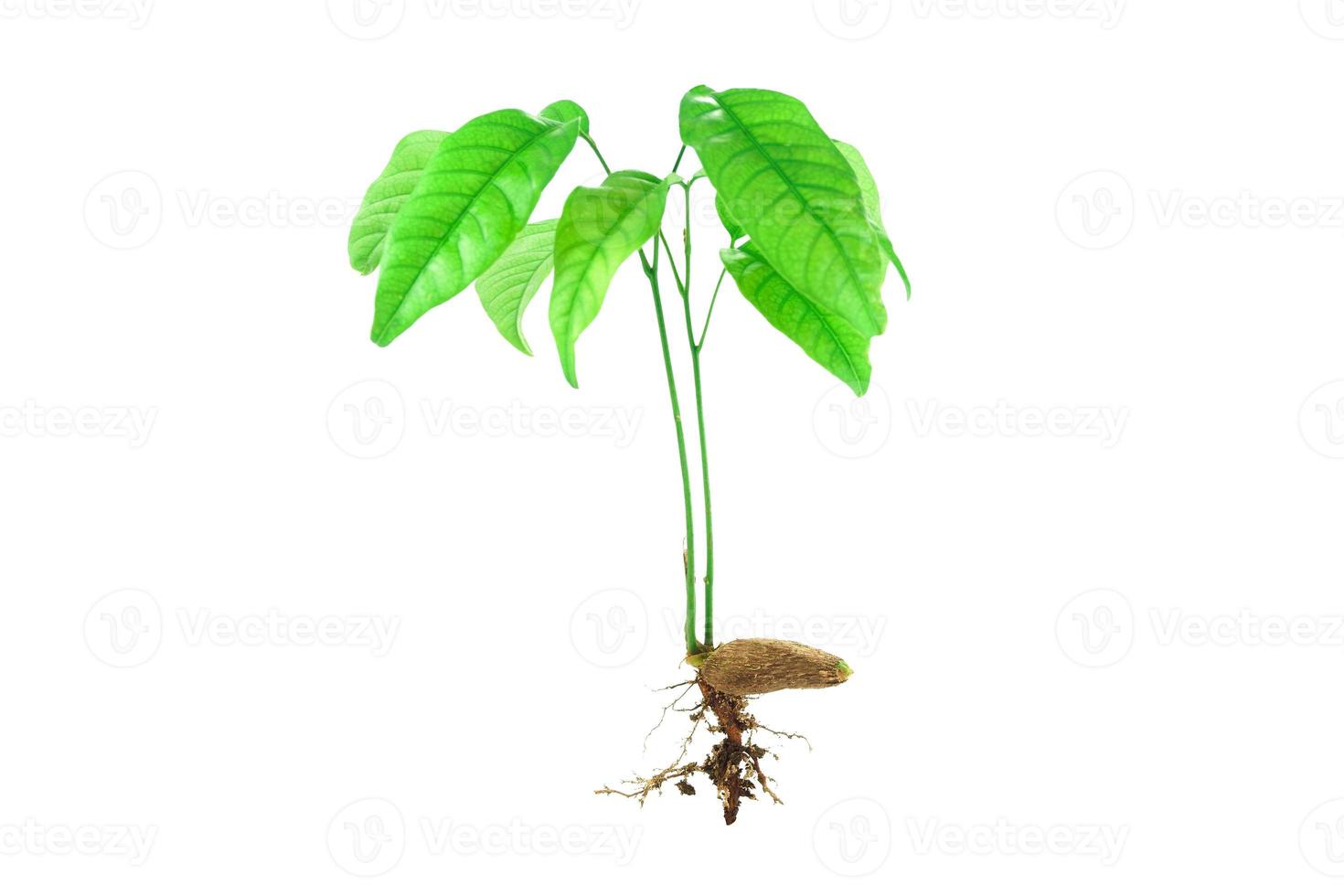 rebento e semente isolado em branco plano de fundo, jovem avelã semente árvore foto