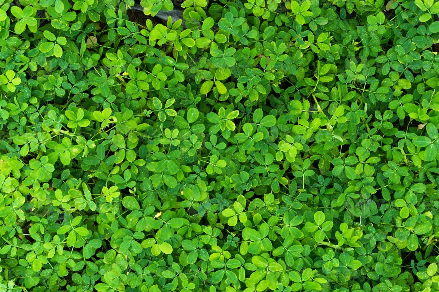 plantar incontáveis fresco e verde folhas ,muitos detalhes verde folhas parede plano de fundo, topo Visão foto