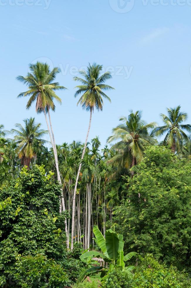 lindo dois coco Palmeiras árvores dentro a tropical floresta com azul céu às ilha dentro Tailândia foto