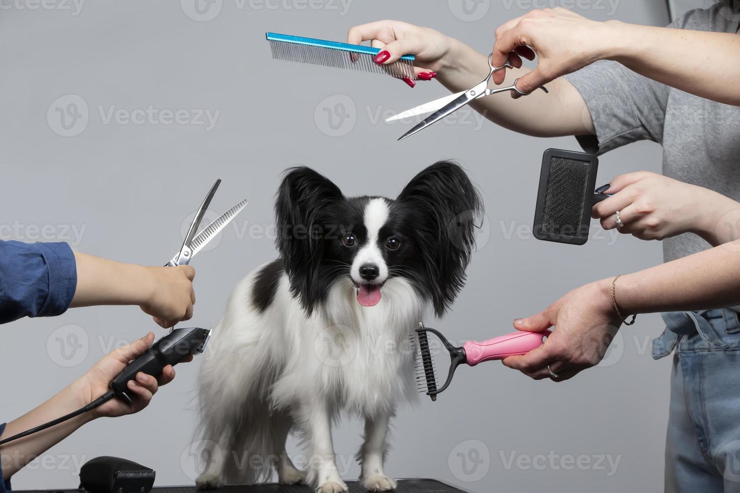 profissional cachorro Cuidado dentro uma especializado salão. tosadores aguarde Ferramentas dentro seus mãos em uma cinzento fundo. papillon cachorro em a fundo do uma aliciamento ferramenta. foto