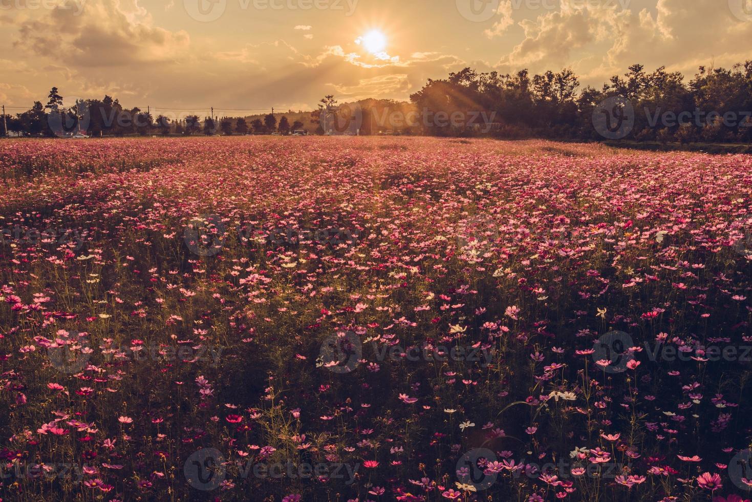 a lindo pôr do sol sobre a cosmos flores campo dentro Chiang rai província, tailândia. foto