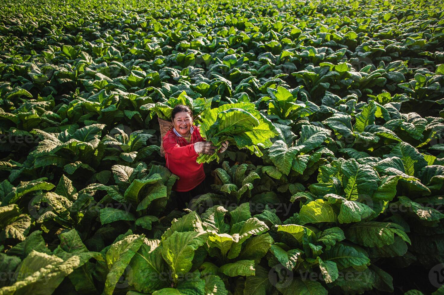 agricultora trabalhando agricultura em campos de tabaco foto