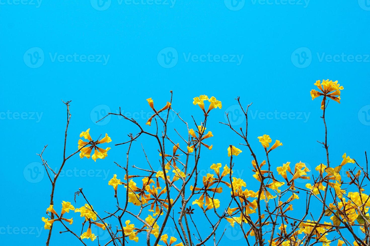 dourado árvore flores em a dia azul céu fundo, amarelo flores a em forma de xícara cálice é peludo Castanho. a pétalas estão conectado para Formato uma em forma de trombeta tubo. natureza fundo conceito foto