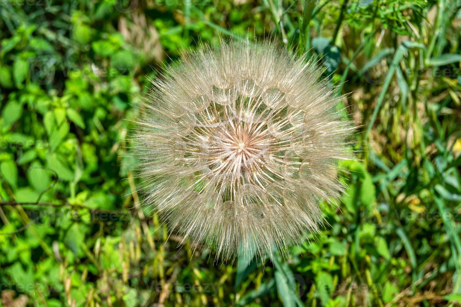 dente-de-leão de sementes de flores silvestres em prado de fundo foto