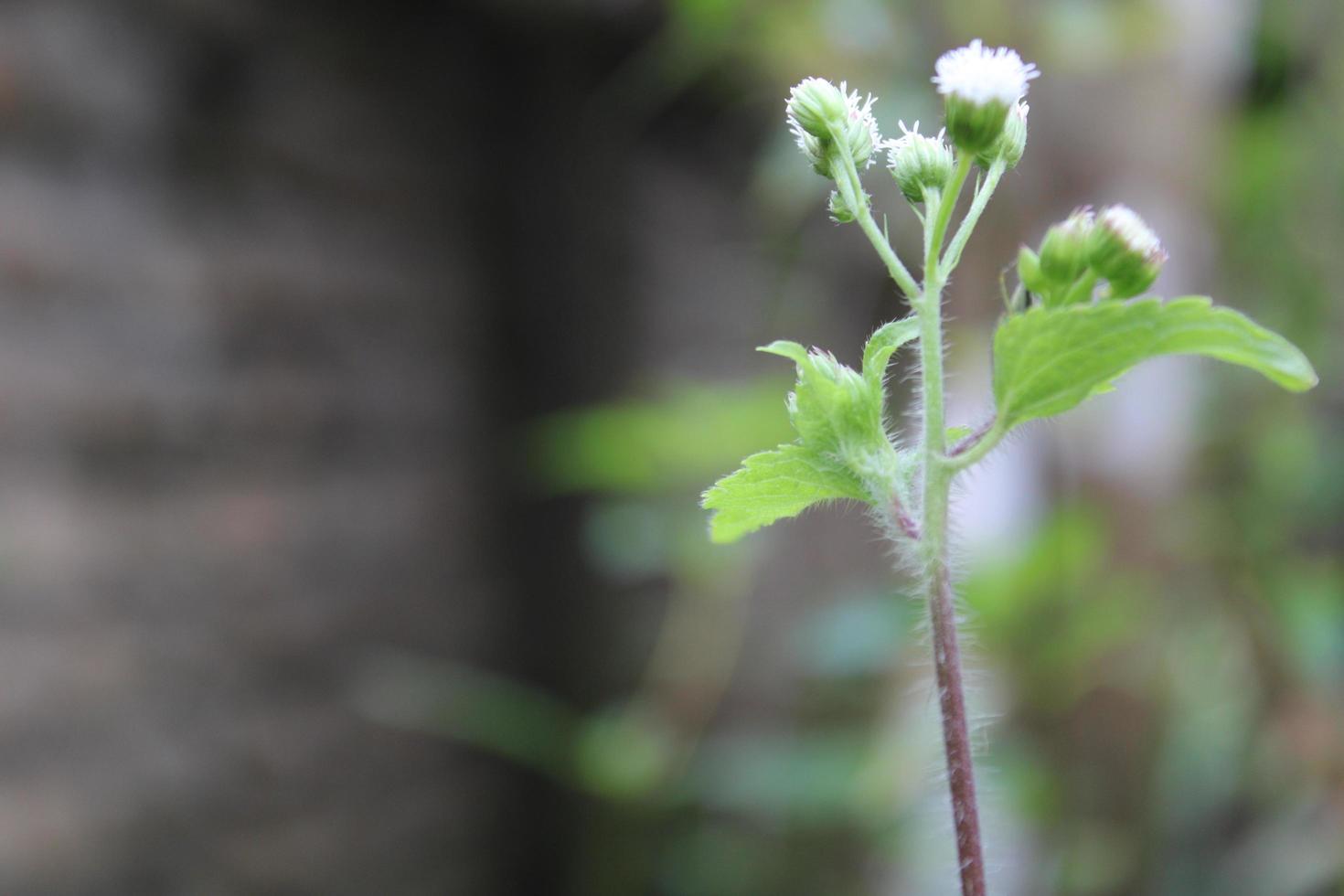 bokeh flor objeto em verde e Preto fundo foto