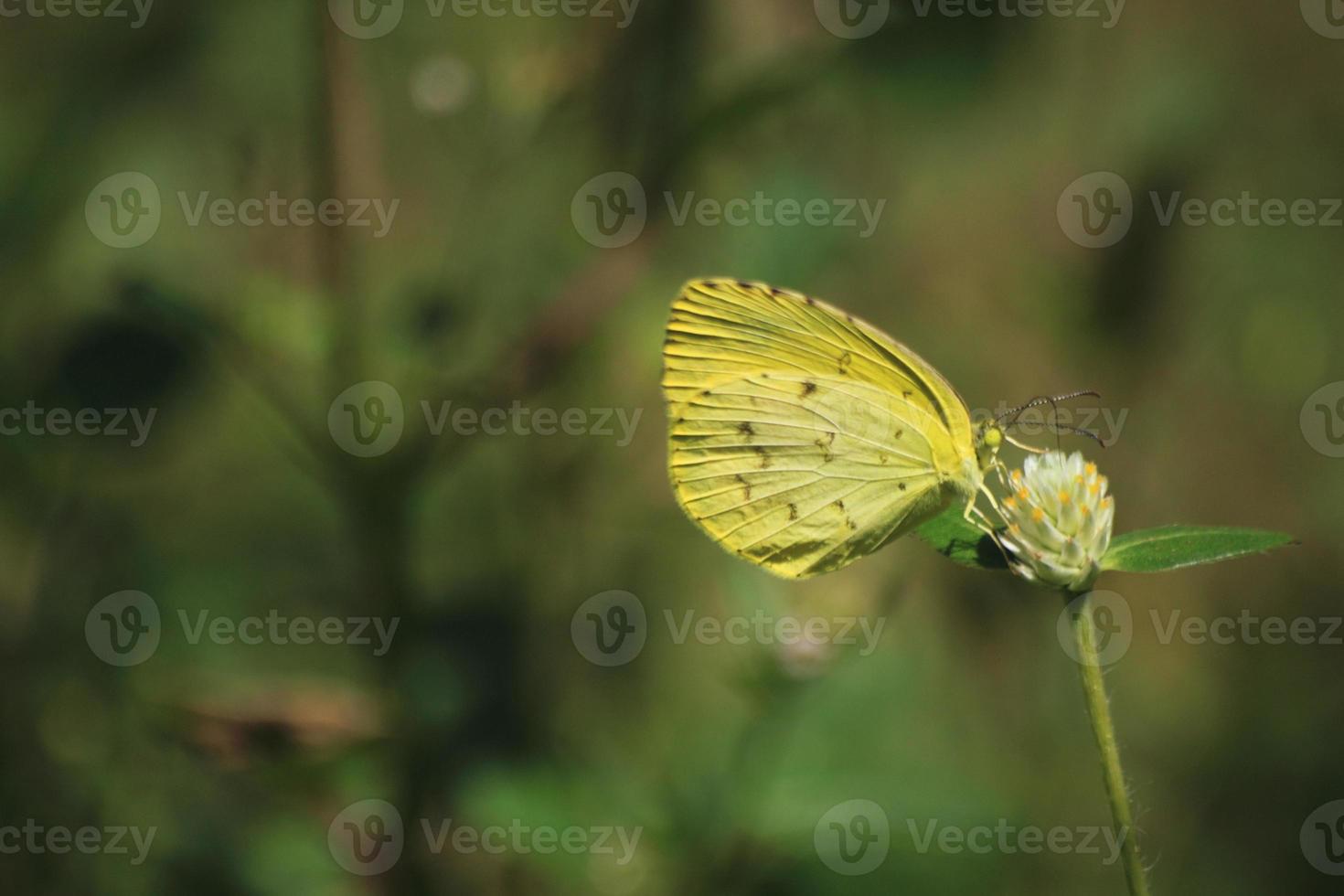 delírios Eucaristia é uma lindo e ativo dia amarelo borboleta. olhando para Comida durante a dia empoleirado em uma canteiro de flores dentro procurar do a doce odor do flores dentro natureza dentro Primavera. foto