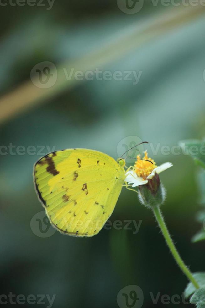 delírios Eucaristia é uma lindo e ativo dia amarelo borboleta. olhando para Comida durante a dia empoleirado em uma canteiro de flores dentro procurar do a doce odor do flores dentro natureza dentro Primavera. foto