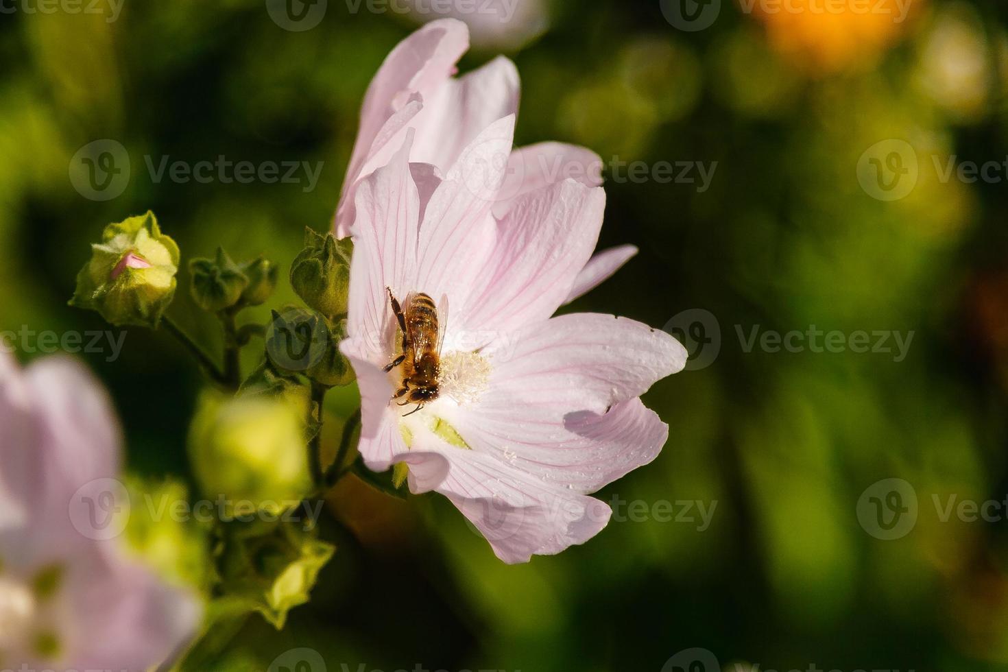 cores de campo rosa com gotículas e um fogão coletando pólen foto