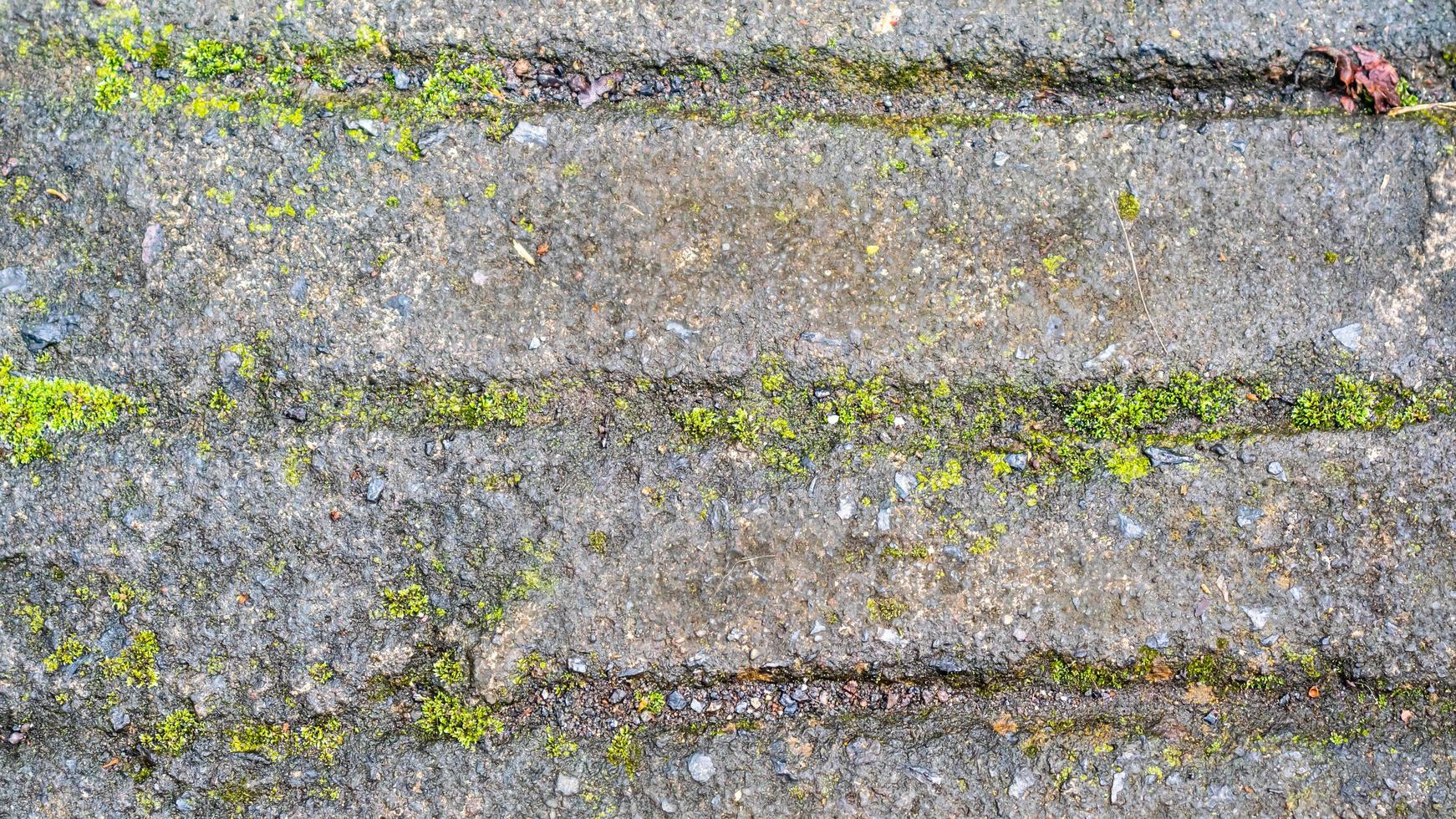 velhas estradas de concreto que começaram a quebrar e estão cobertas de musgo foto