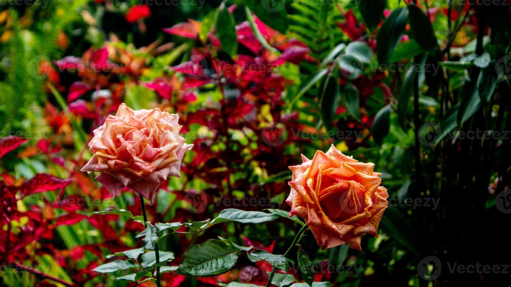 lindas e deslumbrantes flores rosas como pano de fundo foto