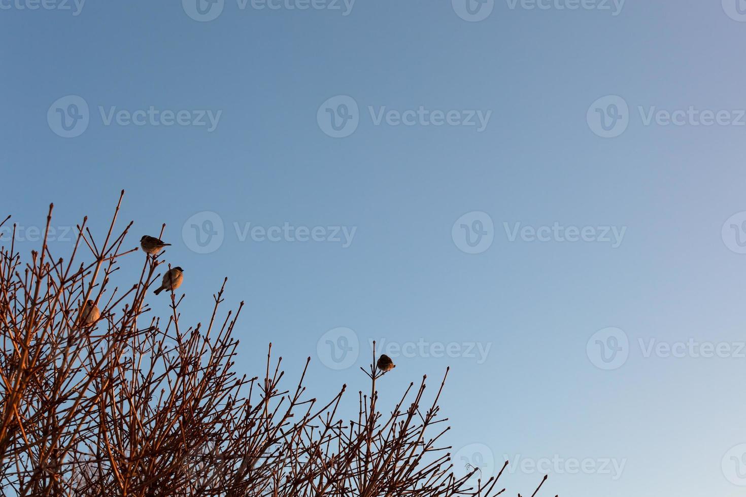 pássaros em uma nu árvore contra uma azul céu. fundo. modelo. horizontal. foto dentro Alto qualidade.