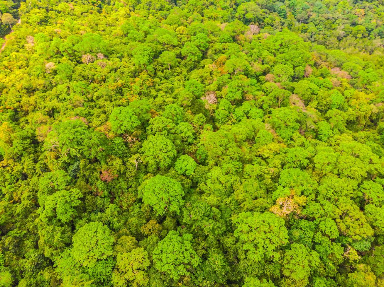 bela vista aérea de árvores na floresta foto