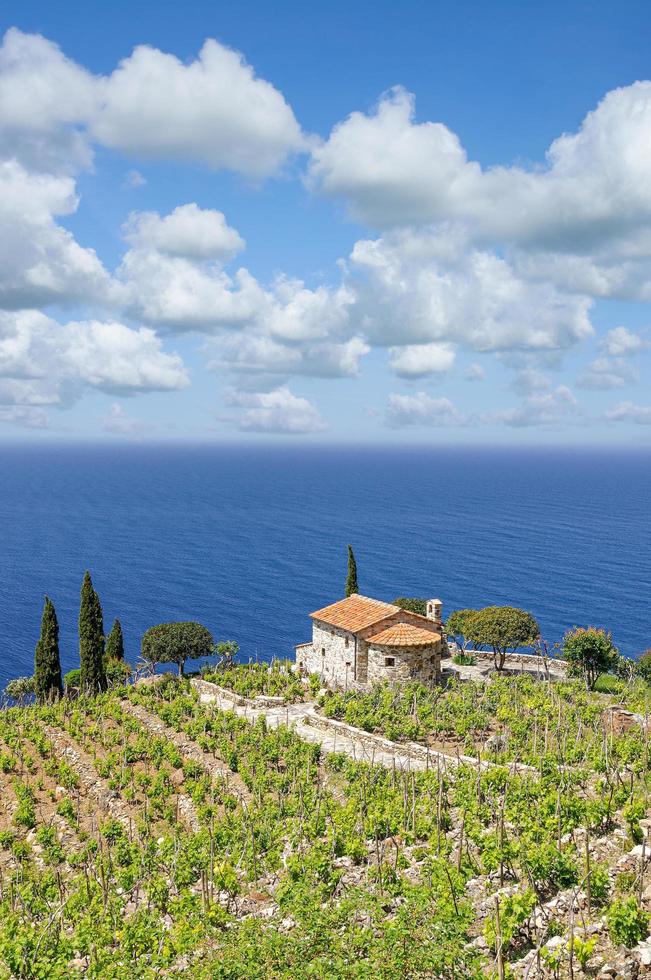 idílico Vinhedo panorama em ilha do elba, toscana, mediterrâneo mar, itália foto