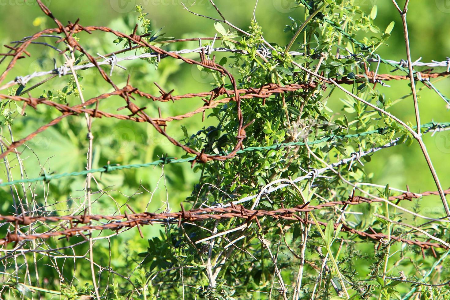 verde plantas por aí uma farpado fio cerca. foto