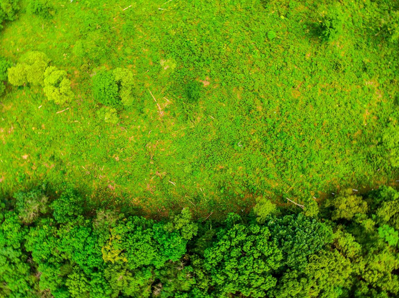 bela vista aérea de árvores na floresta foto