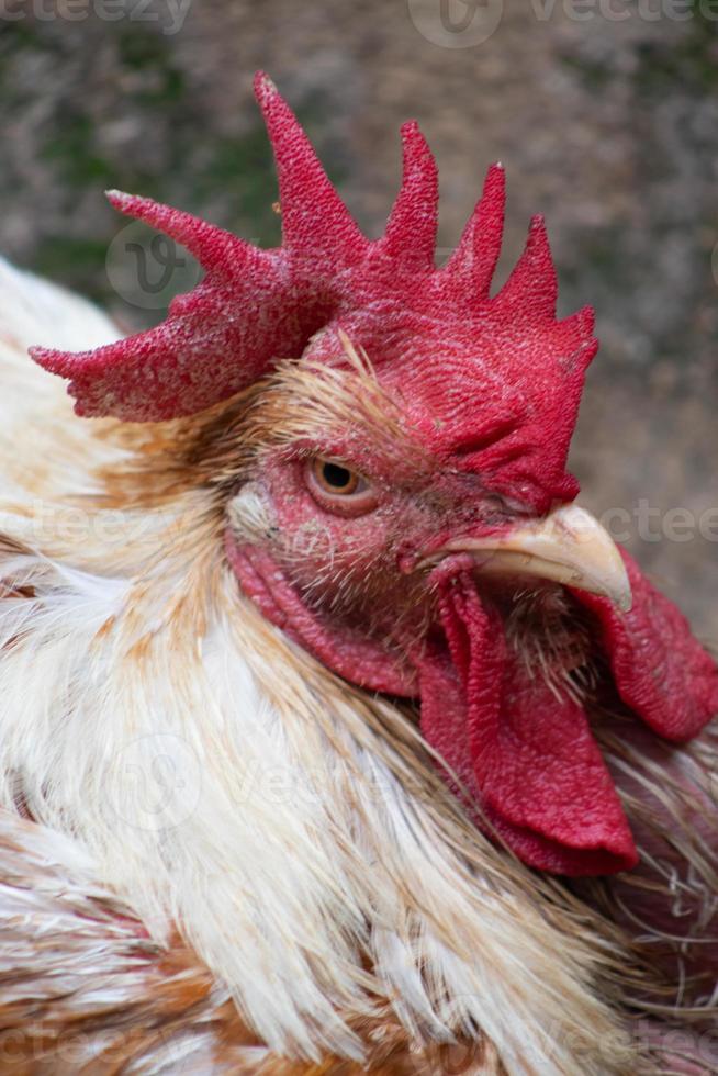 aves de capoeira galinha ocupado com paisagem fotografia fechar-se textura foto