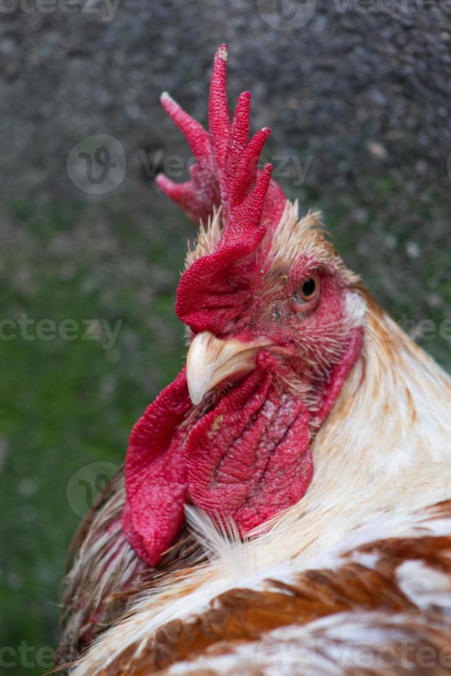 aves de capoeira galinha ocupado com paisagem fotografia fechar-se textura foto