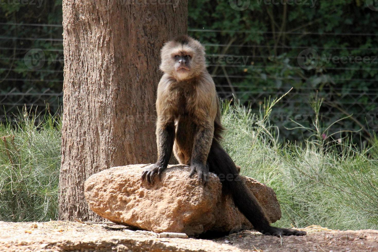 a macaco vidas dentro uma jardim zoológico dentro Israel. foto