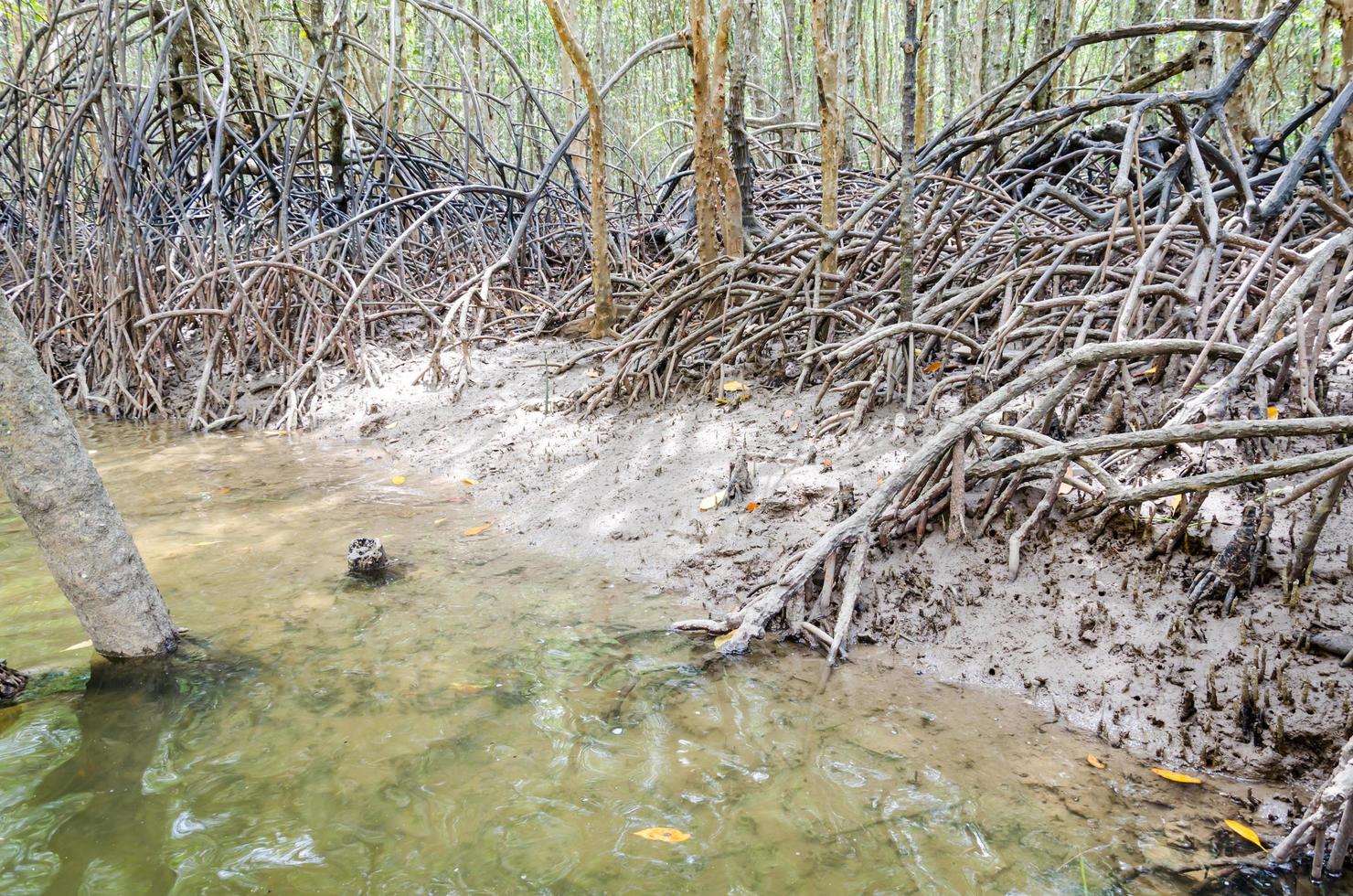 raiz de árvore de mangue em Krabi, Tailândia foto