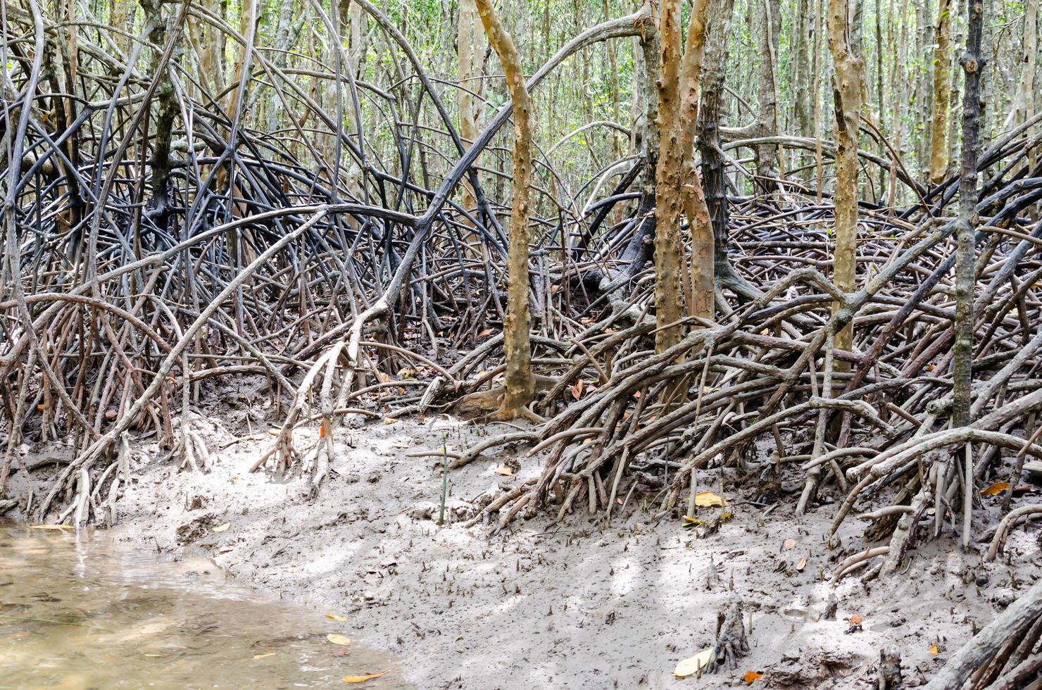 raiz de árvore de mangue em Krabi, Tailândia foto