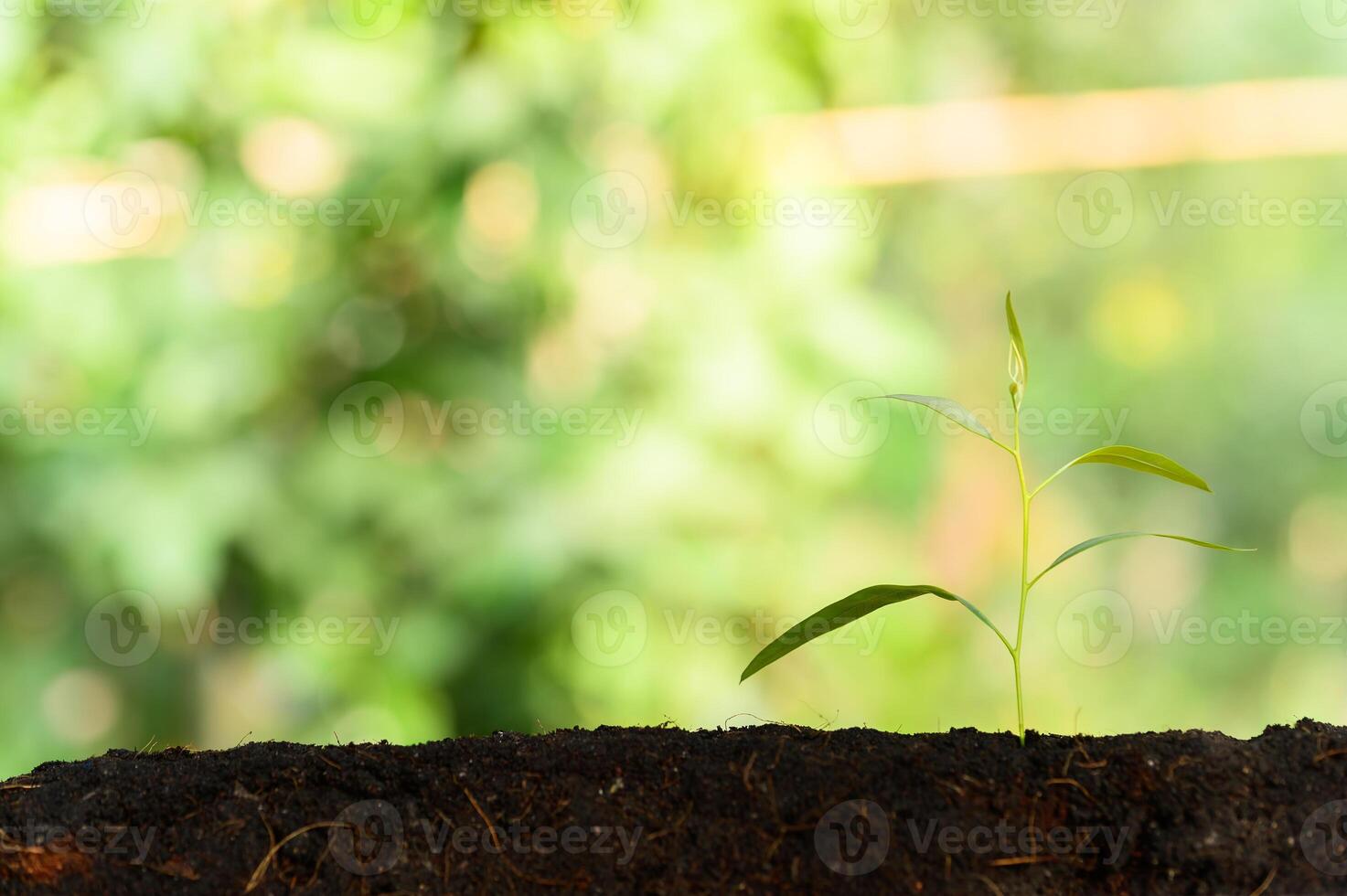 árvore em crescimento em fundo natural foto