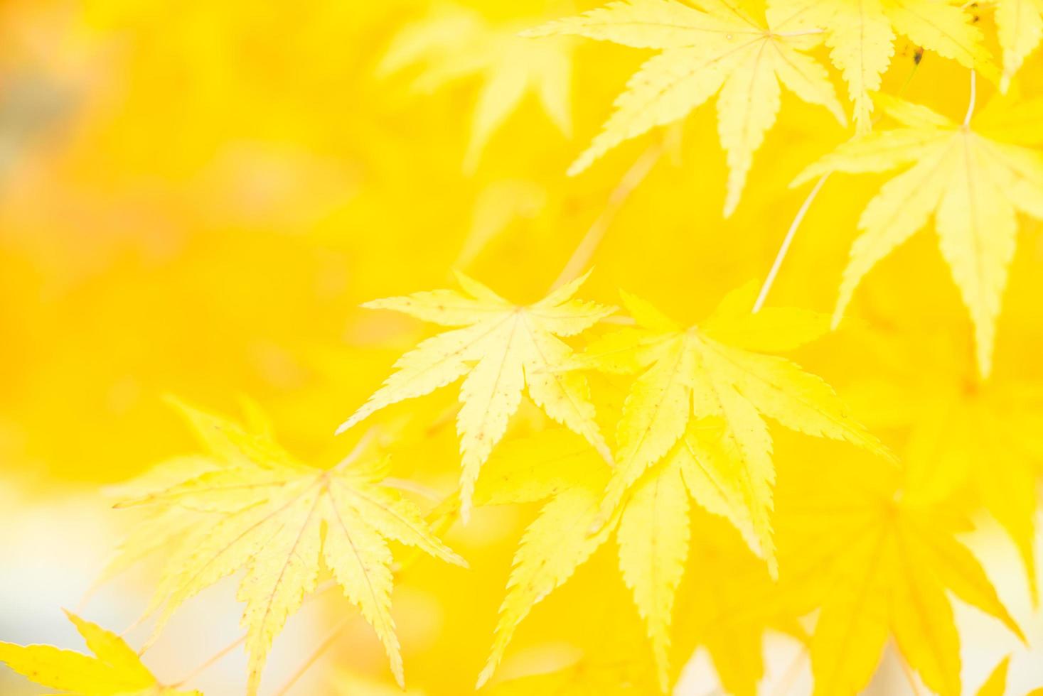 folhas de bordo amarelas foto