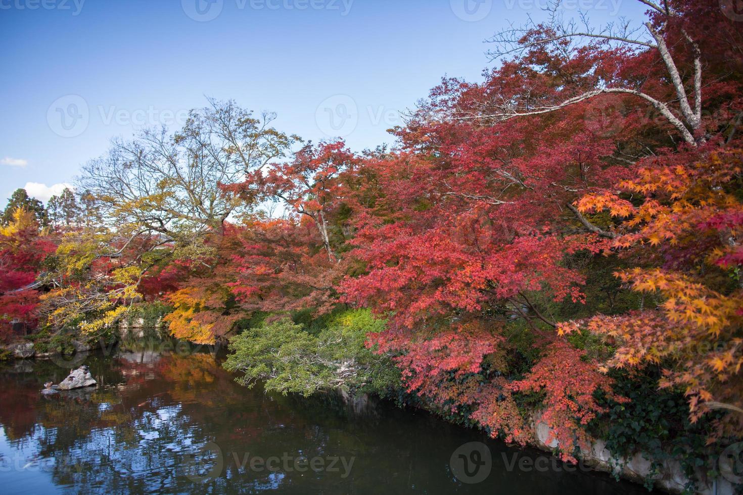 árvores de outono perto da água foto