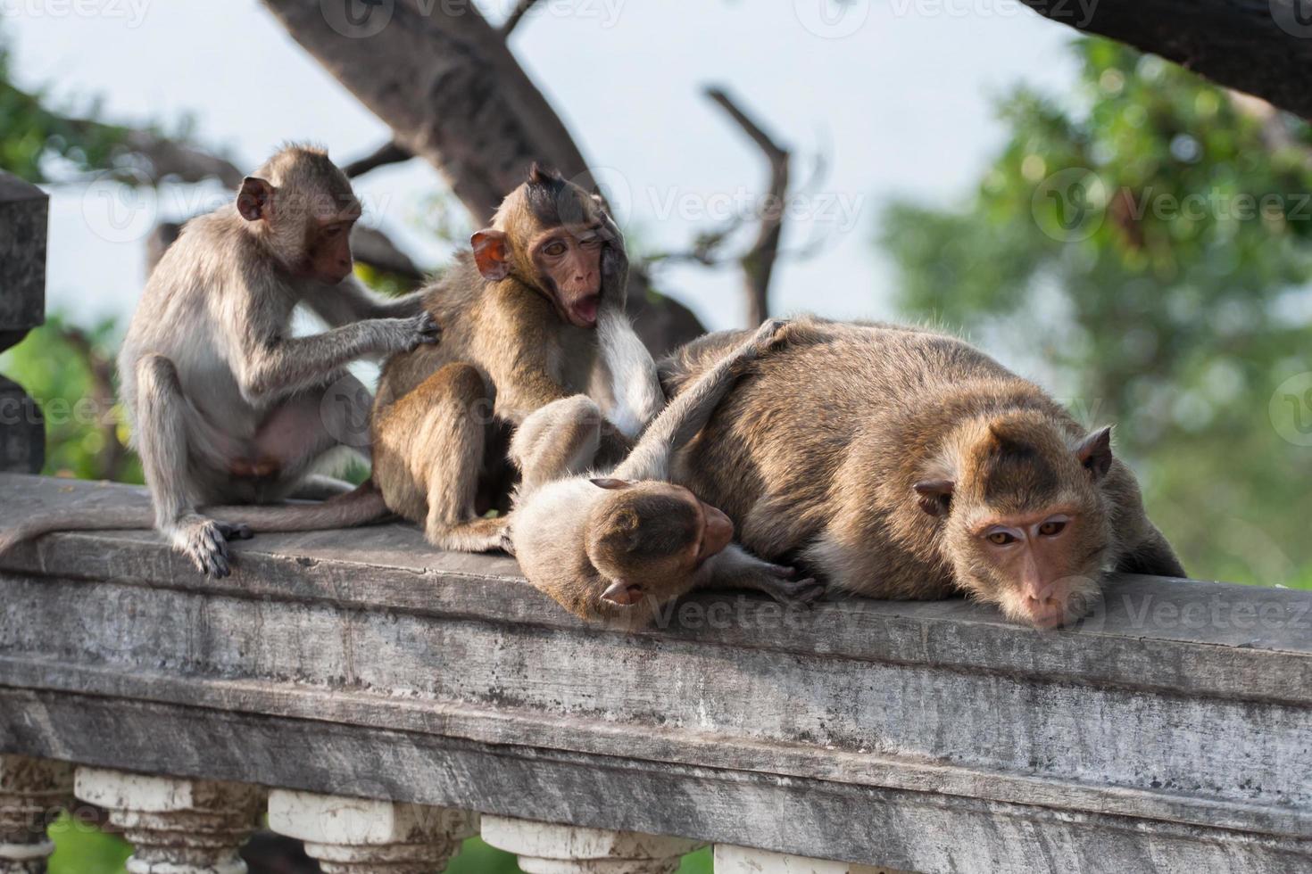 grupo de macacos em uma cerca foto