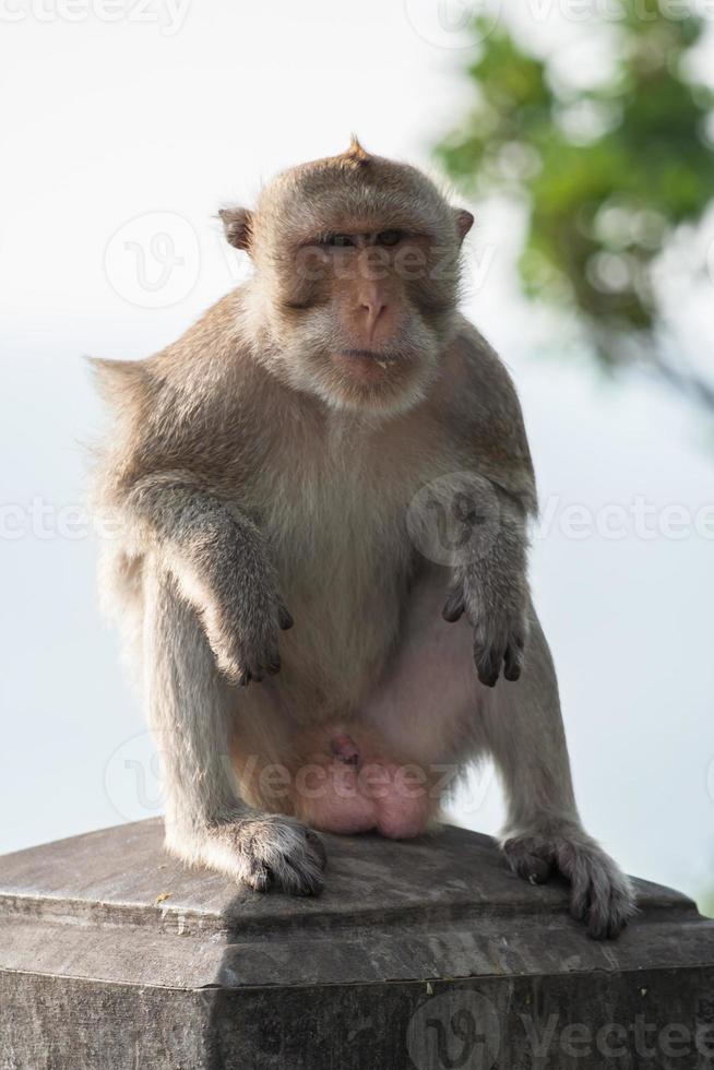 macaco sentado em um pilar foto