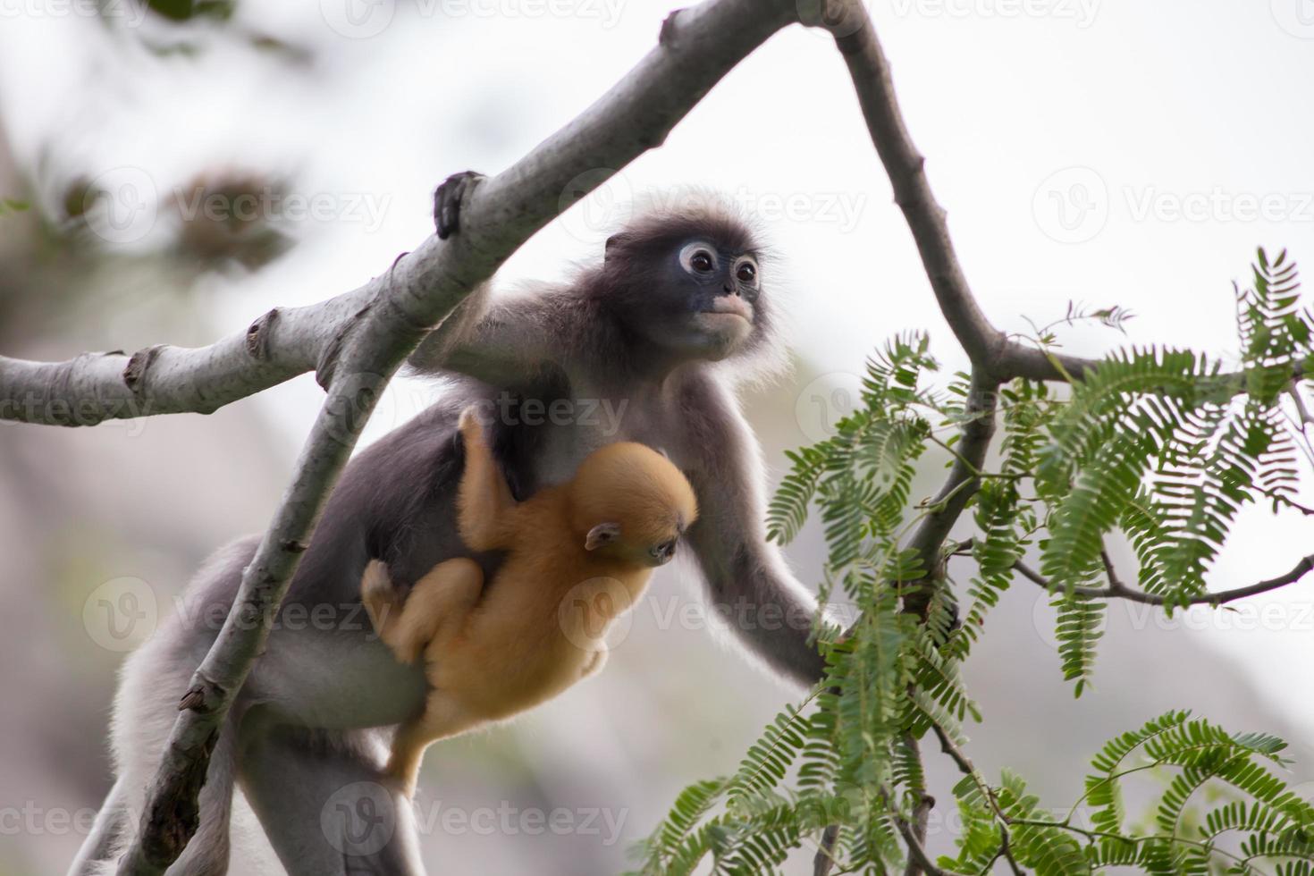 macaco com bebê em uma árvore foto