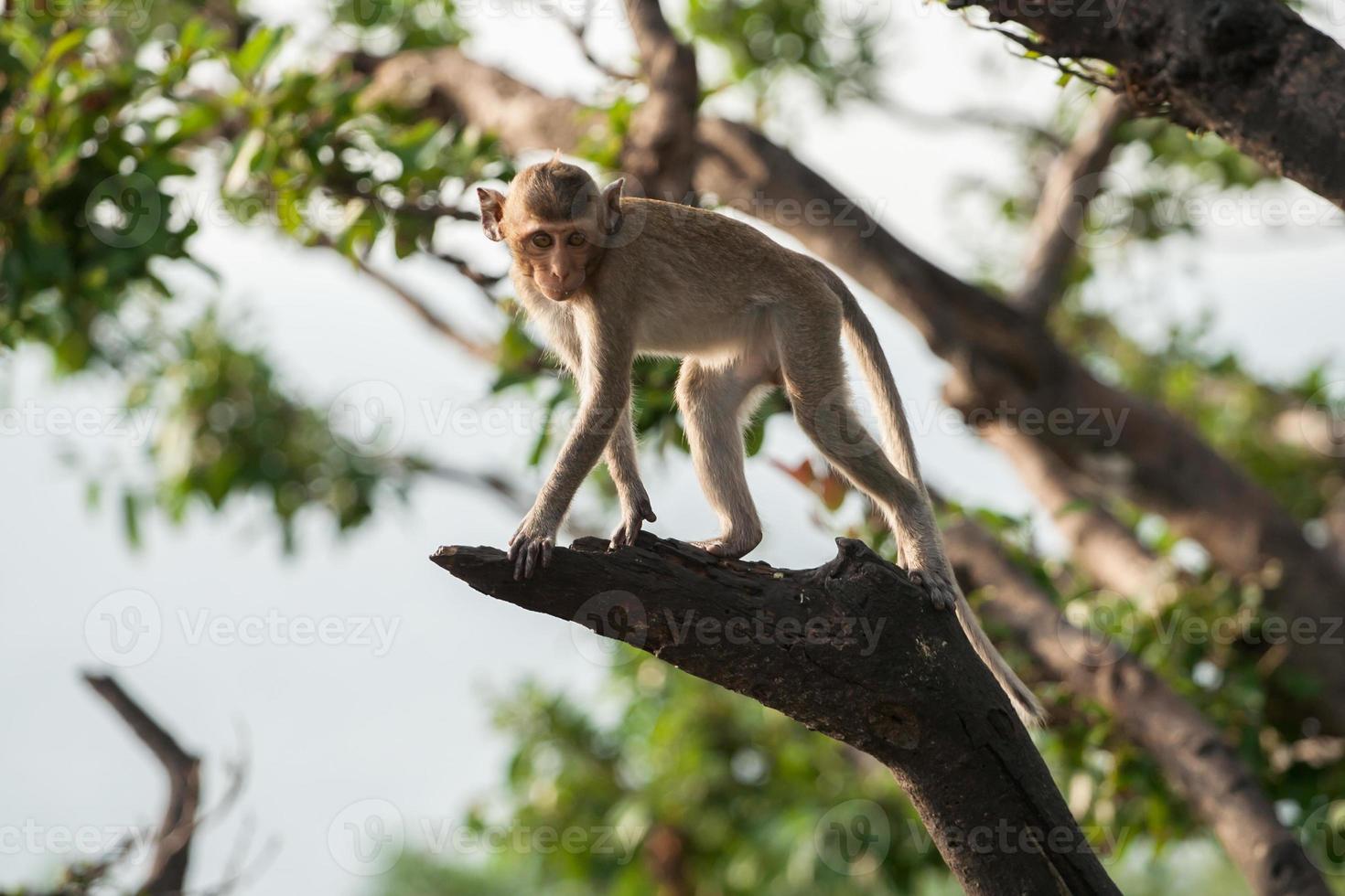 macaco em um galho de árvore foto