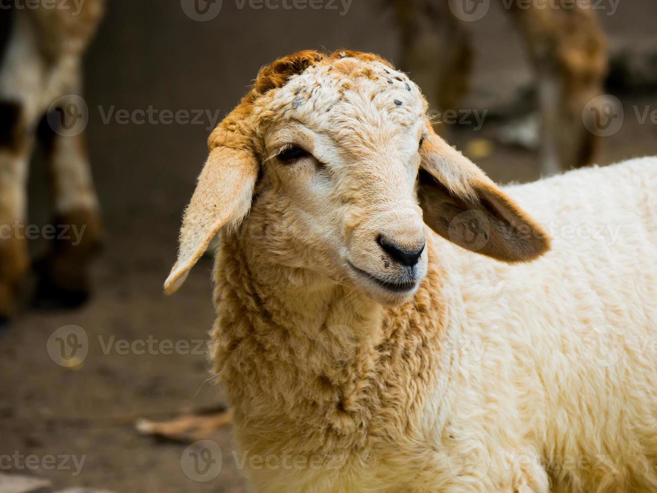 close-up de uma ovelha foto