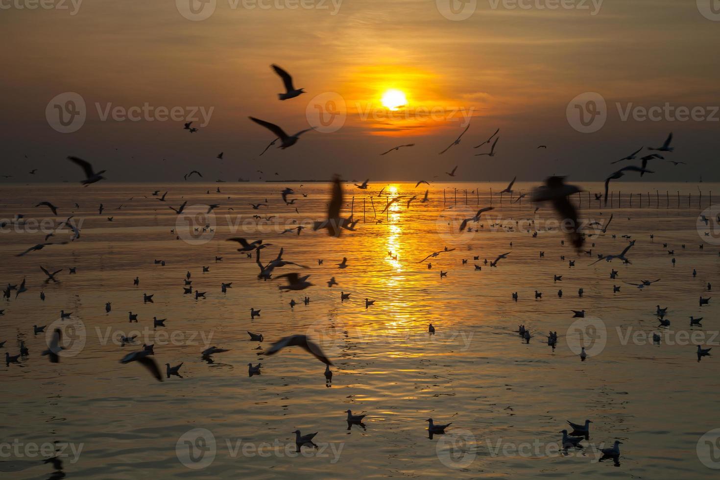 bando de gaivotas ao pôr do sol foto