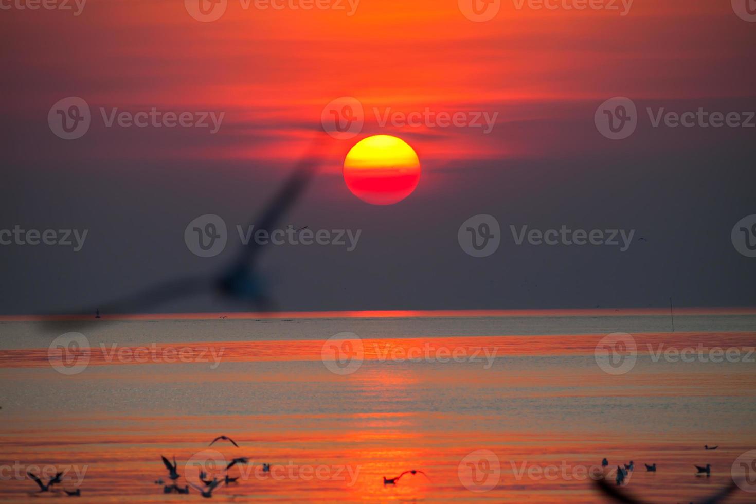 gaivota contra um pôr do sol foto