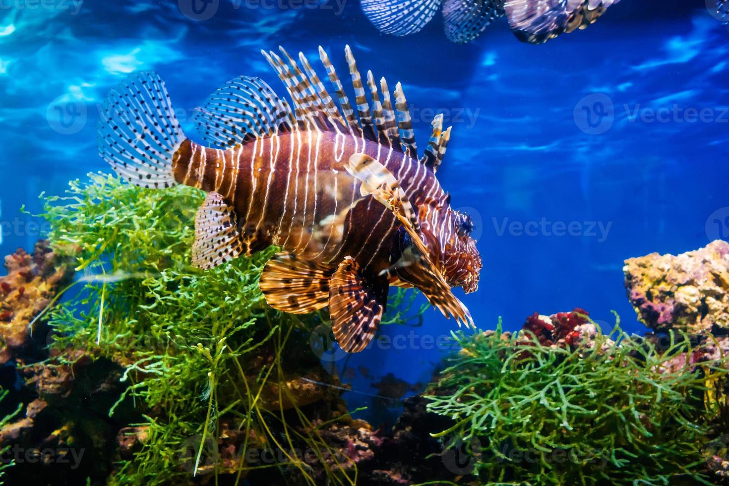 peixe-Leão natação dentro uma ampla brilhante aquário entre a recifes foto