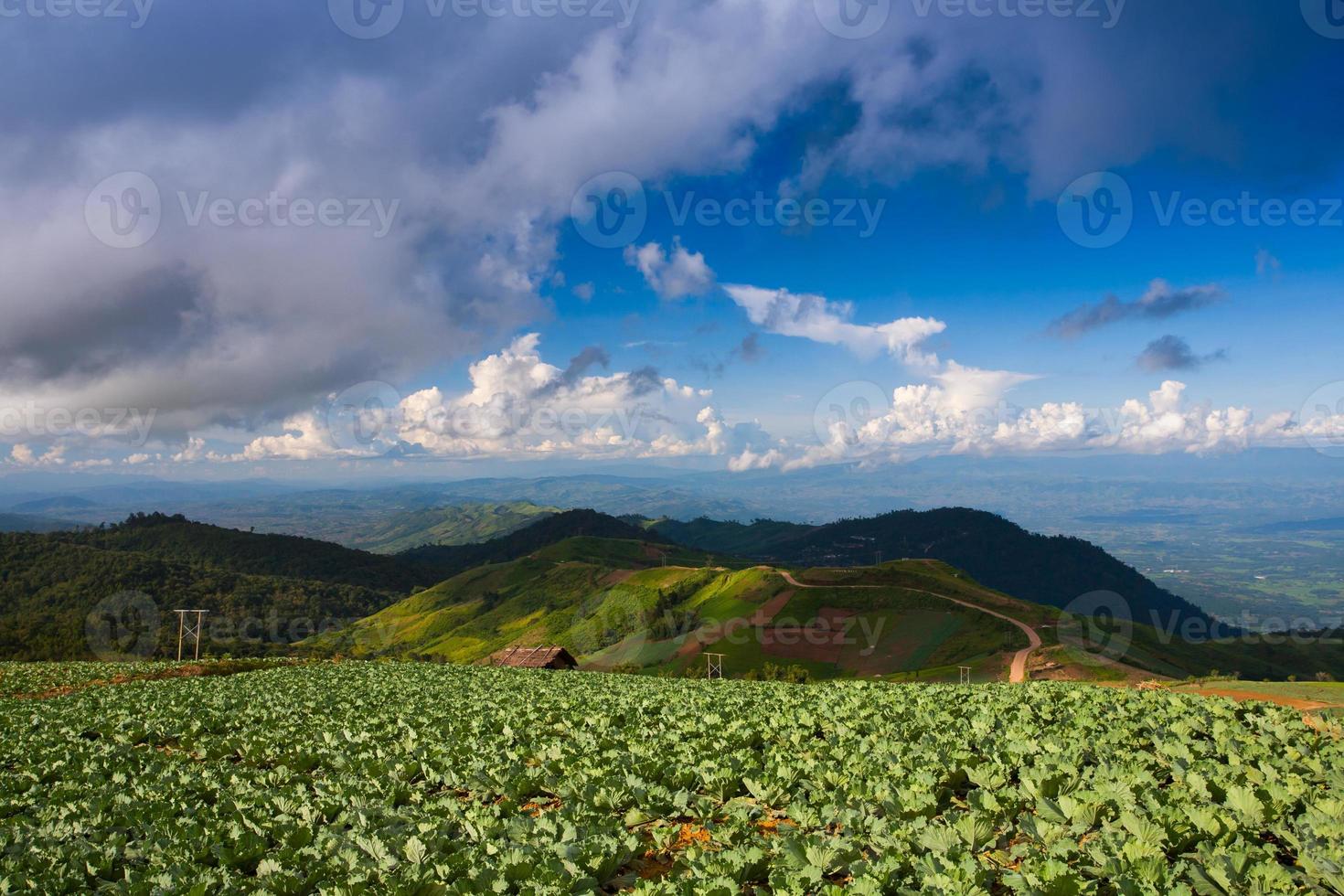 campo de repolho verde em uma montanha foto